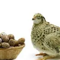 تخم بلدرچین نطفه دار