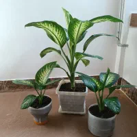 گل دیفن زیبا