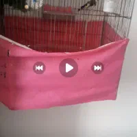 کمبود وقت 3 تارو باهم،با بره هم معاوضه|پرنده|ابهر, |دیوار