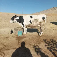 گاو آبستن و یک عدد گوساله ماده|حیوانات مزرعه|سیروان, |دیوار