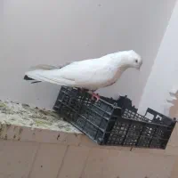 کبوتر|پرنده|کبودرآهنگ, |دیوار