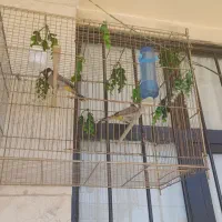 قناری سهره عروس هلندی