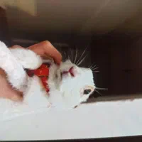 گمشده|حیوانات|سنندج, |دیوار