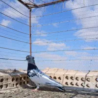 کله سیاه پرشی|پرنده|تربت جام, جامرود|دیوار