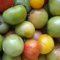 فروش گوجه فرنگی|خوردنی و آشامیدنی|قره ضیاالدین, |دیوار