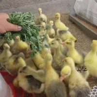 غاز تخمگذار و جوجه غاز و قوغاز