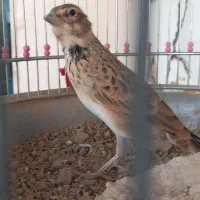 شاه سهره خاکی نر شاه مرغ|پرنده|اصفهان, جاوان|دیوار