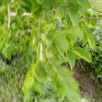 باغ-انواع-انگور-وبادام-گردو