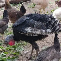 بوقلمون|حیوانات مزرعه|امیدیه, |دیوار