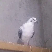 کبوتر|پرنده|لوندویل, |دیوار