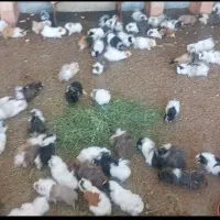 خوکچه هندی در رنگ ها و نژاد های مختلف