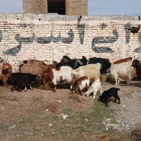 بززایده|حیوانات مزرعه|مشهد, کشاورز|دیوار