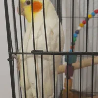 عروس هلندی نر سخنگو