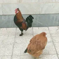 مرغ و خروس محلی