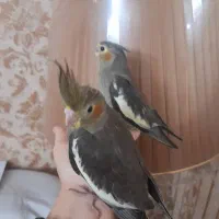 جوجه عروس هلندی