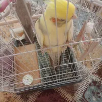 عروس هلندی نروماده