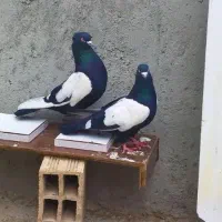 کبوتر قره کوینح  کاکل دار  یک جفت