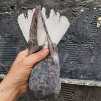 کفتر|پرنده|چهاردانگه (تهران), |دیوار