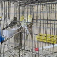 مرغ مینا سخنگو قناری|پرنده|یزد, |دیوار