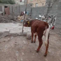 گوساله ماده