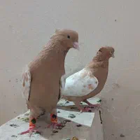 کفتر سینه زدر