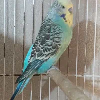 مرغ عشق انگلیسی گرید A|پرنده|سراوان, |دیوار