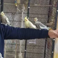 عروس هلندی رام سخنگو