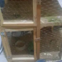 گنجه برا کفتر جفت گیری