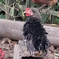 فروش یک جفت مرغ مینیاتوری|حیوانات مزرعه|نوشهر, |دیوار