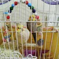 پر نده عروس هلندی