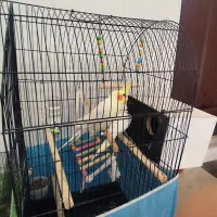 عروس هلندی|پرنده|قم, باغ کرباسی|دیوار