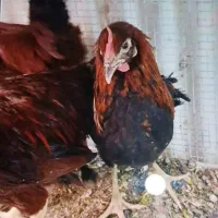 خروس جهت قربانی