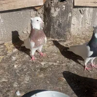 کبوتر طوقی|پرنده|سنندج, |دیوار