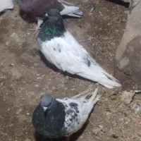 تعدادی کبوتر کله ای وسینه ای