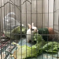 خرگوش ماده مینی