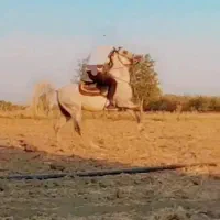 نریان کرد سواری دار