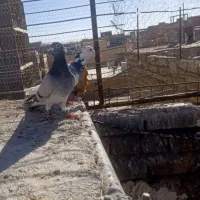 چنتا کفتر گرفتنی|پرنده|اسفراین, |دیوار