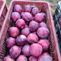 خریدارو فروشنده سیب هستم فله بار و لوکس  تناژ بالا