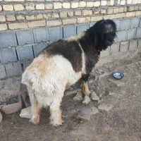 دوعدد بره نر اصلی میش نرمیش|حیوانات مزرعه|شهرکرد, |دیوار