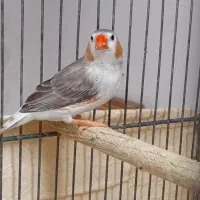 معاوضه فنج نر با ماده گینگ|پرنده|قم, مهر آباد|دیوار