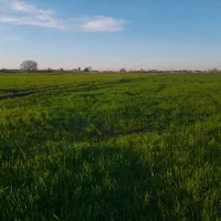 اجاره زمین ابی     نخود فرنگی باقلا.و سیب زمینی و|اجارهٔ دفتر صنعتی، کشاورزی، تجاری|فاضل آباد, |دیوار