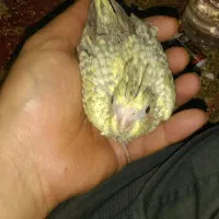 جوجه عروس هلندی|پرنده|مشهد, محمدآباد|دیوار