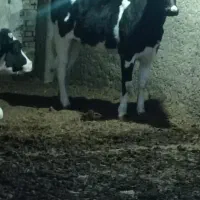 گوساله ماده