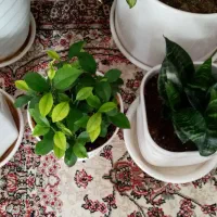 گل آپارتمانی|گل و گیاه طبیعی|کرمانشاه, |دیوار