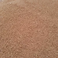 دو نیم تن گندم مهرگان بذری .درجه 1