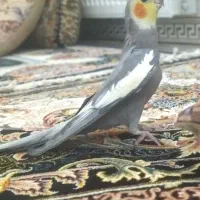عروس هلندی