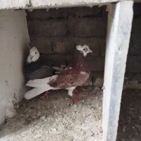 کبوتر جفت ابلاغ جفت زاغ سیاه دم سفید