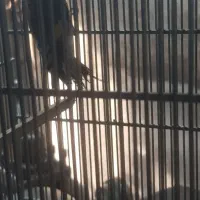 جوجه سهره نر|پرنده|قم, باسکول|دیوار