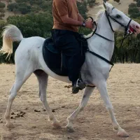 مادیان کورد