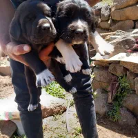 توله سرابی اصیل نرو ماده